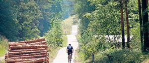 Wieder freie Fahrt. Der Radweg führt durch den märkischen Wald.