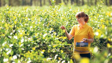 Ab in die Beeren. In Klaistow beginnt die Selbstpflücke.