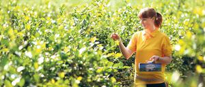 Ab in die Beeren. In Klaistow beginnt die Selbstpflücke.