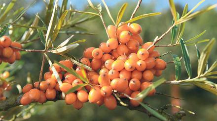 Orange Pracht. Sanddornbeeren, in denen noch keine Fliege Eier gelegt hat.