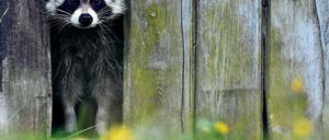 Mein Reich, dein Dachboden. Die Waschbären rücken aus den Wäldern immer mehr in Wohngebiete vor. Im Winter finden sie in Dachstühlen warme Quartiere, in Mülleimern oder auf Komposthaufen gibt es genügend Leckereien.