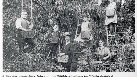 Ab auf die Leiter! In den 20er-Jahren musste die ganze Familie, wie hier im Bild die Kassins, bei der Ernte helfen. Beim heutigen Kirschpicknick auf der Streuobstwiese in Töplitz soll es nicht ganz so anstrengend werden.