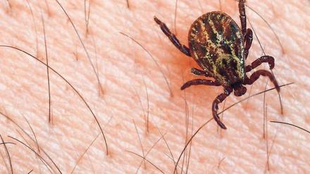 Gefährliches Insekt. Zecken gehören zur Gattung der Milben – insgesamt gibt es weltweit mehr als 900 Millionen Arten. Die blutsaugenden Parasiten übertragen viele Krankheiten, darunter Borreliose und Frühsommer-Meningoenzephalitis.