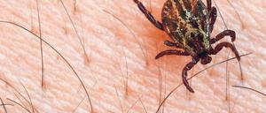 Gefährliches Insekt. Zecken gehören zur Gattung der Milben – insgesamt gibt es weltweit mehr als 900 Millionen Arten. Die blutsaugenden Parasiten übertragen viele Krankheiten, darunter Borreliose und Frühsommer-Meningoenzephalitis.