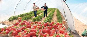 Bedroht. Mit dem Mindestlohn könnte sich die Erdbeerernte nicht mehr lohnen.