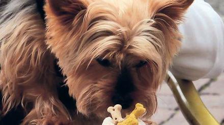 Kalt. Der Yorkshire-Terrier Nani lässt sich das Hunde-Eis schmecken.