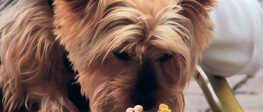 Kalt. Der Yorkshire-Terrier Nani lässt sich das Hunde-Eis schmecken.