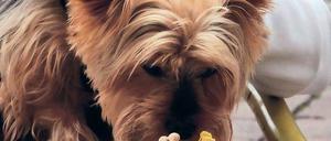 Kalt. Der Yorkshire-Terrier Nani lässt sich das Hunde-Eis schmecken.