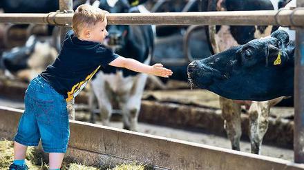 Auf Tuchfühlung. Die Brandenburger Landpartie am kommenden Wochenende bietet Gelegenheit zum Familienausflug und Kindern das besondere Ereignis der Kontaktaufnahme mit Kühen, Schweinen sowie anderen vier- oder zweibeinigen Tieren.