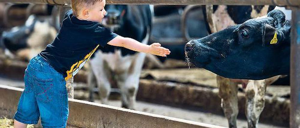 Auf Tuchfühlung. Die Brandenburger Landpartie am kommenden Wochenende bietet Gelegenheit zum Familienausflug und Kindern das besondere Ereignis der Kontaktaufnahme mit Kühen, Schweinen sowie anderen vier- oder zweibeinigen Tieren.