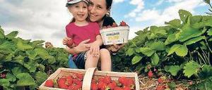 Im Vorteil. Selbstpflücker sparen bis zu 1,50 Euro das Kilo.