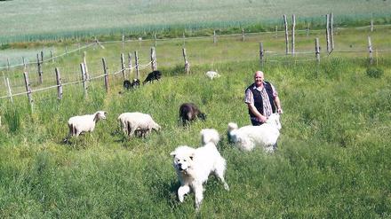 Neu im Geschäft. Der zweijährige Zuchtrüde Arthus hatte bis vor wenigen Wochen noch nie ein Schaf gesehen. Ihn hat Mario Lindenborn von einem Züchter aus Mecklenburg-Vorpommern. Die Pyrenäenberghündin Kimba kommt aus Frankreich, wo sie bereits auf Schafherden aufgepasst hat.