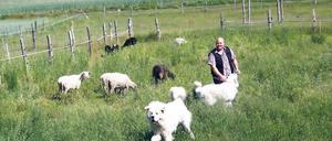 Neu im Geschäft. Der zweijährige Zuchtrüde Arthus hatte bis vor wenigen Wochen noch nie ein Schaf gesehen. Ihn hat Mario Lindenborn von einem Züchter aus Mecklenburg-Vorpommern. Die Pyrenäenberghündin Kimba kommt aus Frankreich, wo sie bereits auf Schafherden aufgepasst hat.