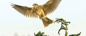 Selten geworden. Mit lautem trr-lit steigen Feldlerchen in den Himmel. Ihr Bestand ist seit 1995 um ein Drittel zurückgegangen.