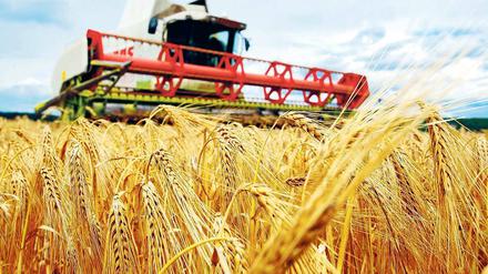 Teures Gut. Die Getreidepreise haben sich seit 2003 weltweit mehr als verdoppelt. Dadurch wird konventionelle Landwirtschaft wieder attraktiver. Ökologischen Anbau betreiben nur noch jene, die davon wirklich überzeugt sind.
