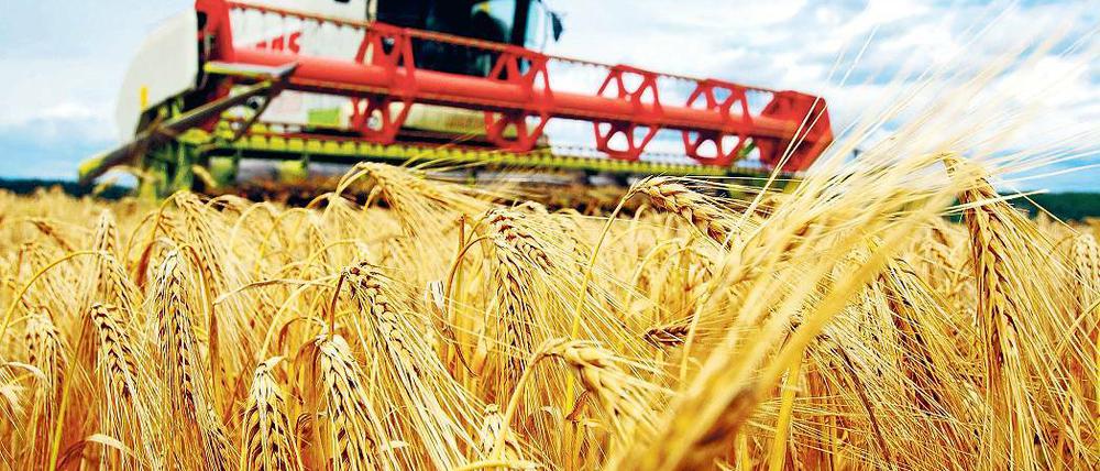 Teures Gut. Die Getreidepreise haben sich seit 2003 weltweit mehr als verdoppelt. Dadurch wird konventionelle Landwirtschaft wieder attraktiver. Ökologischen Anbau betreiben nur noch jene, die davon wirklich überzeugt sind.