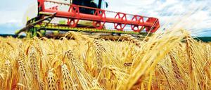 Teures Gut. Die Getreidepreise haben sich seit 2003 weltweit mehr als verdoppelt. Dadurch wird konventionelle Landwirtschaft wieder attraktiver. Ökologischen Anbau betreiben nur noch jene, die davon wirklich überzeugt sind.