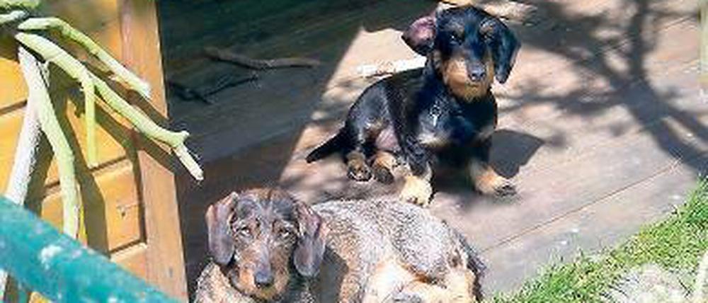 Dackelblick. Raßbachs Hunde werden regelmäßig in den Havelauen trainiert.