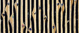 Ein Folienmeer. Rund um Beelitz wird auf 1 500 Hektar Fläche Spargel angebaut, meist sind die Dämme abgedeckt.