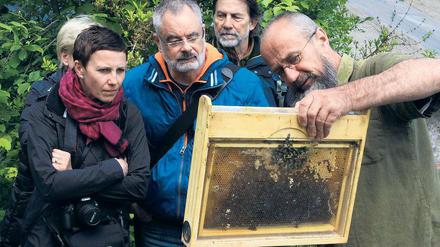 Emsige Arbeiterinnen. Eberhard Bergner zeigt Besuchern ein kleines Wabengeflecht, einen sogenannten Wildbau. Er züchtet die österreichische Carnica-Biene, eine eher sanftmütige Art. Derzeit besteht sein Volk aus etwa 20 000 Tieren, vermutlich wird es einmal doppelt so groß werden.