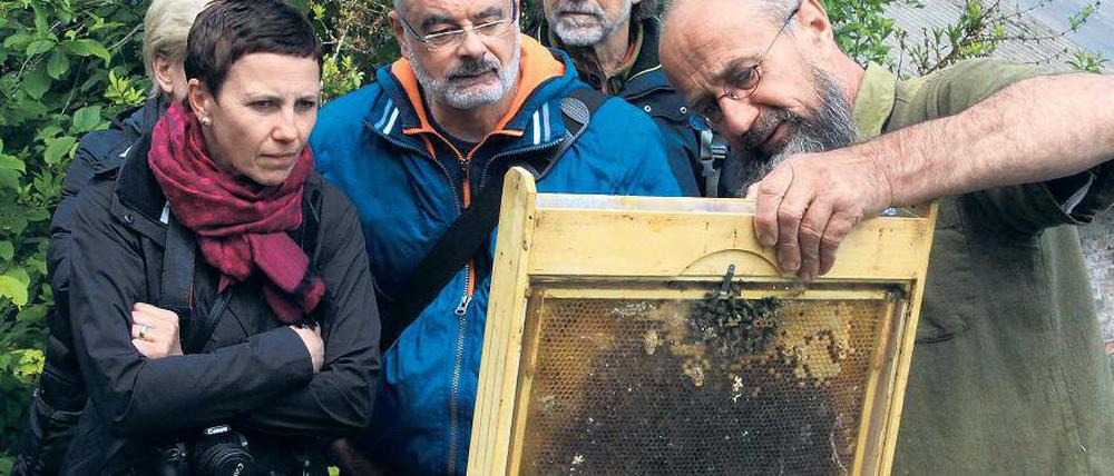 Emsige Arbeiterinnen. Eberhard Bergner zeigt Besuchern ein kleines Wabengeflecht, einen sogenannten Wildbau. Er züchtet die österreichische Carnica-Biene, eine eher sanftmütige Art. Derzeit besteht sein Volk aus etwa 20 000 Tieren, vermutlich wird es einmal doppelt so groß werden.