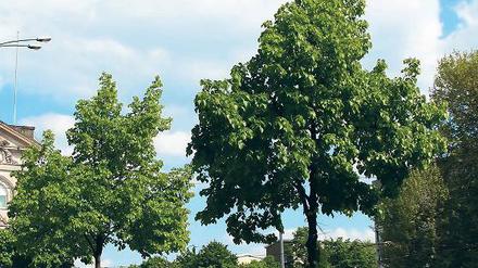 Im grünen Bereich? Potsdams Straßenbäume leiden unter anhaltenden Trockenperioden. Bei Neupflanzungen setzt die Stadt daher auf widerstandsfähige Arten.