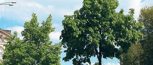 Im grünen Bereich? Potsdams Straßenbäume leiden unter anhaltenden Trockenperioden. Bei Neupflanzungen setzt die Stadt daher auf widerstandsfähige Arten.