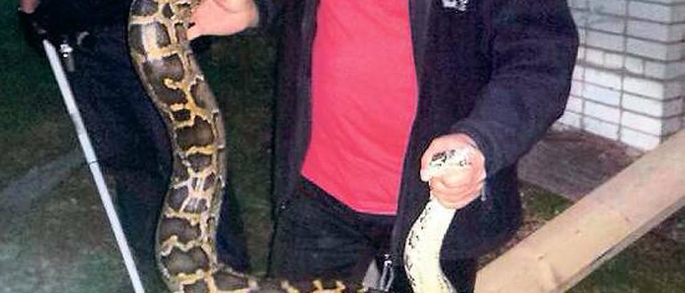 Das Python-Hinterteil. Blick auf die Bernauer Würgeschlange.