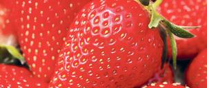 Lecker. In etwa zehn Tagen gibt es die erste Erdbeerernte von den Folienbeeten.