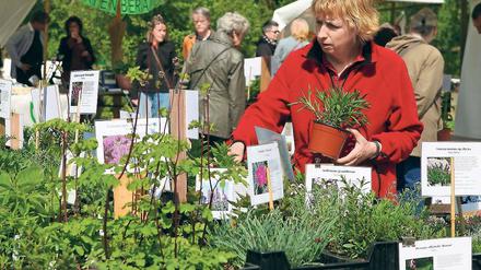 Grüner Markt. Der Staudenbasar.