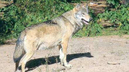 Fühlt sich wohl. Die Wolfspopulationen sind im Land recht stabil.