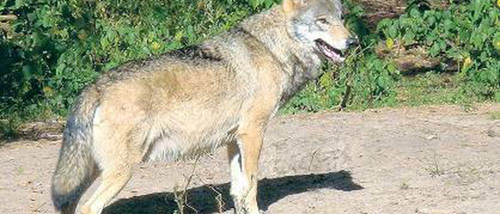 Fühlt sich wohl. Die Wolfspopulationen sind im Land recht stabil.