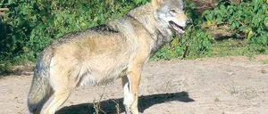Fühlt sich wohl. Die Wolfspopulationen sind im Land recht stabil.