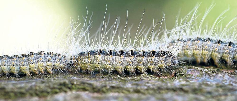 Schon wieder. An wenigen Stellen sind sie im Kreis wieder aufgetaucht.
