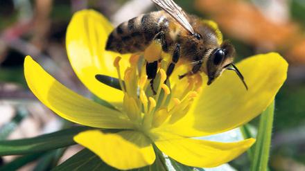 Emsig. Schon ab zwölf Grad Celsius schwärmen Bienen aus.