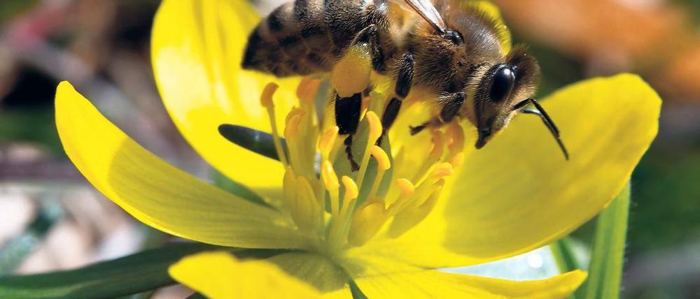 Emsig. Schon ab zwölf Grad Celsius schwärmen Bienen aus.