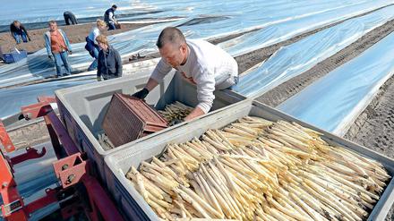 Mehr Spargel, mehr Druck. Die kleinen Spargelbauern müssen durch Innovationen den großen Konkurrenten trotzen.