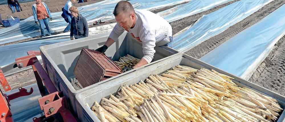 Mehr Spargel, mehr Druck. Die kleinen Spargelbauern müssen durch Innovationen den großen Konkurrenten trotzen.