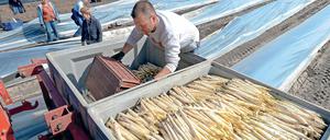Mehr Spargel, mehr Druck. Die kleinen Spargelbauern müssen durch Innovationen den großen Konkurrenten trotzen.