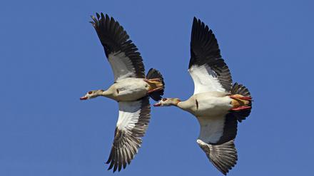 Horst ist Horst - scheinen sich zwei Nilgänse gedacht zu haben.