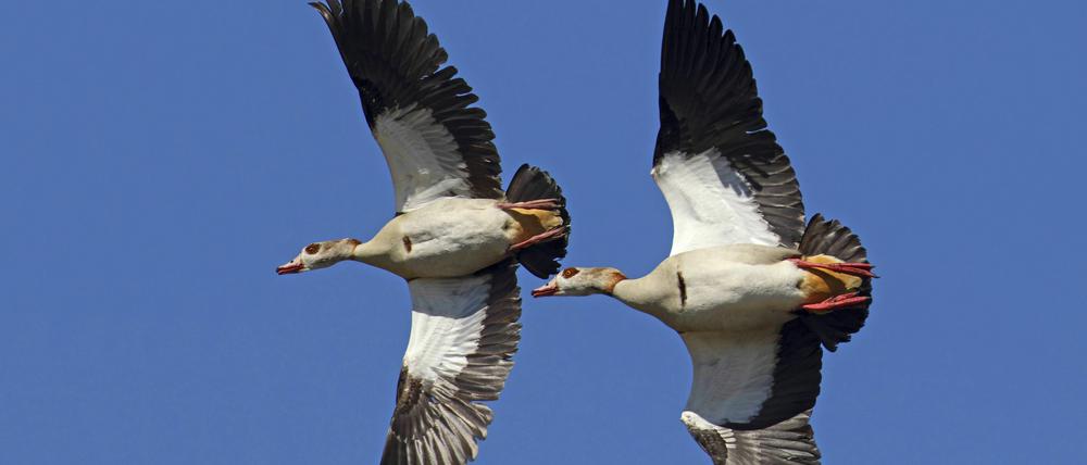 Horst ist Horst - scheinen sich zwei Nilgänse gedacht zu haben.