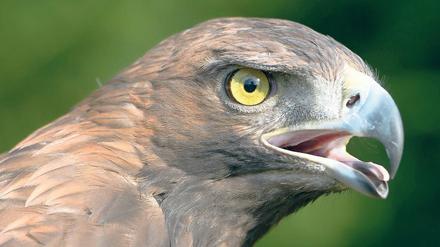 Jägerblick. Steinadler sind zwar etwas kleiner als die in Brandenburg bereits heimischen Seeadler, werden aber dennoch König der Lüfte genannt. Warum? Sie gelten als noch schneller und wilder als die etwas behäbigeren Seeadler, symbolisieren Mut und Kraft.