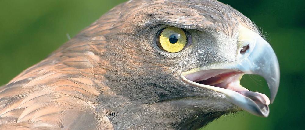 Jägerblick. Steinadler sind zwar etwas kleiner als die in Brandenburg bereits heimischen Seeadler, werden aber dennoch König der Lüfte genannt. Warum? Sie gelten als noch schneller und wilder als die etwas behäbigeren Seeadler, symbolisieren Mut und Kraft.