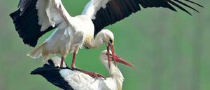 Glücklich zu zweit. Ein Storchenpaar in einem Horst in Treplin.