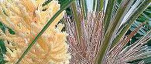 Martialisch. Fast 20 Zentimeter lang werden die Stacheln der Trithrinax.