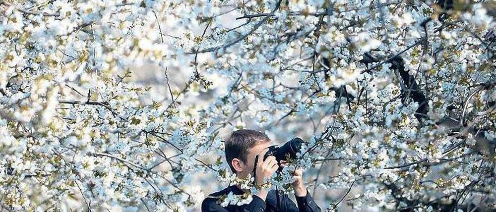 Im Fokus. Ein Fotograf hält die derzeit noch blühende Pracht auf Bildern fest.