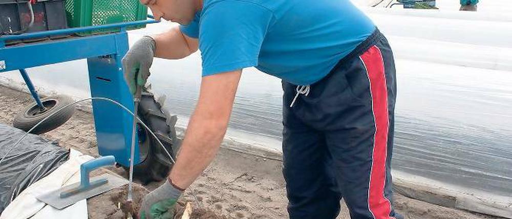 Hilfe von der Spinne. Da der Spargel noch unter den Folien steckt, arbeitet Saisonarbeiter Ianku Florin mit der Spargelspinne, einer Erntemaschine, die Folien anhebt und absenkt.