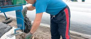 Hilfe von der Spinne. Da der Spargel noch unter den Folien steckt, arbeitet Saisonarbeiter Ianku Florin mit der Spargelspinne, einer Erntemaschine, die Folien anhebt und absenkt.