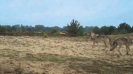 Achtung Kamera! Bild einer Fotofalle bei Jüterbog (Teltow-Fläming) von 2013.