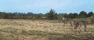 Achtung Kamera! Bild einer Fotofalle bei Jüterbog (Teltow-Fläming) von 2013.
